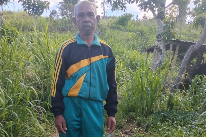 
Guru SD di NTT menghadapi proses hukum terkait tuduhan pencurian kayu